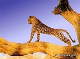 cheeta 1