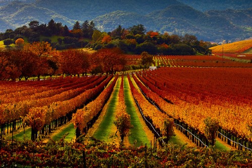 Napa Valley Vacations for Single Women