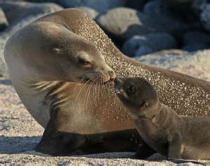 sea lion and baby