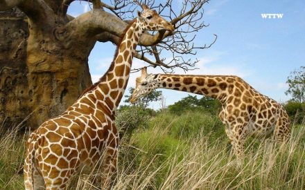 South Africa Safari Tour