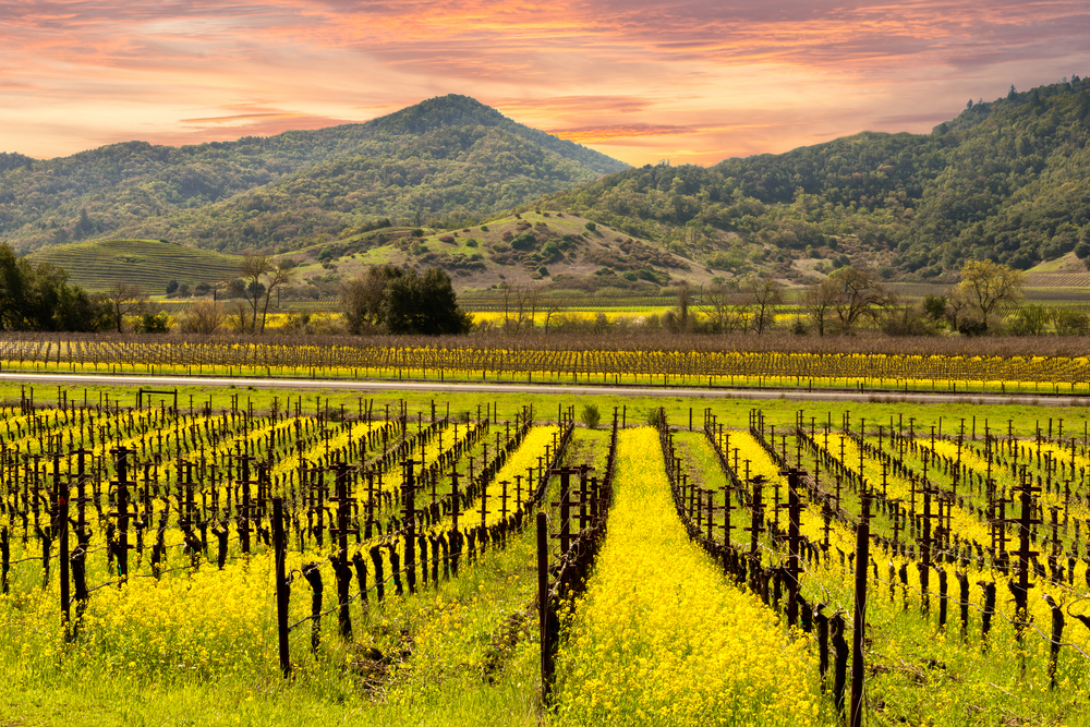 vineyard tours california