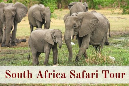 South Africa Safari Tour